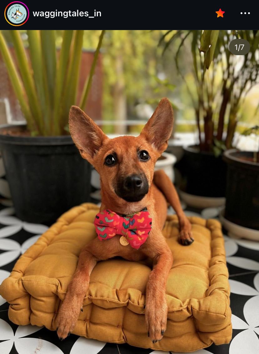 GitanjaliDas89's tweet photo. Little baby girl looking for a loving family. Isn’t she adorable? In #Delhi but this is a pan #India adoption appeal. Please spread the word and repost! #adoptdontshop https://t.co/R8eSLf3rLM