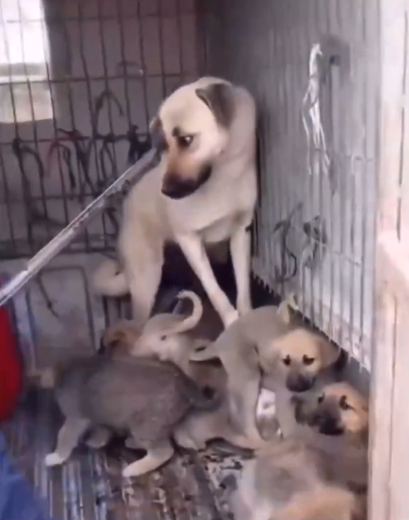 istanbulshadow's tweet photo. Kendine erkek diyen ve kadın dövme hakkını kendine bulan bu yaratığı sokağa salıyorsunuz ama masum ,kendi halinde hiç kimseye zararı olmayan gariban köpeklerin kafasını kesiyorsunuz.Sorarım size hangisi daha hayvan !!!  Allahınızdan bulun   
 #leventercantutuklansın https://t.co/GbNT6sPu2l
