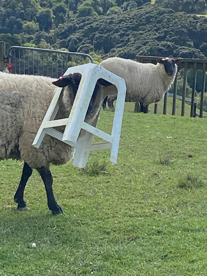 BillEnZed's tweet image. I&apos;m not drunk. You&apos;re drunk!  #sheephumor #memoriesofanokieboomer #baabaatheterrible