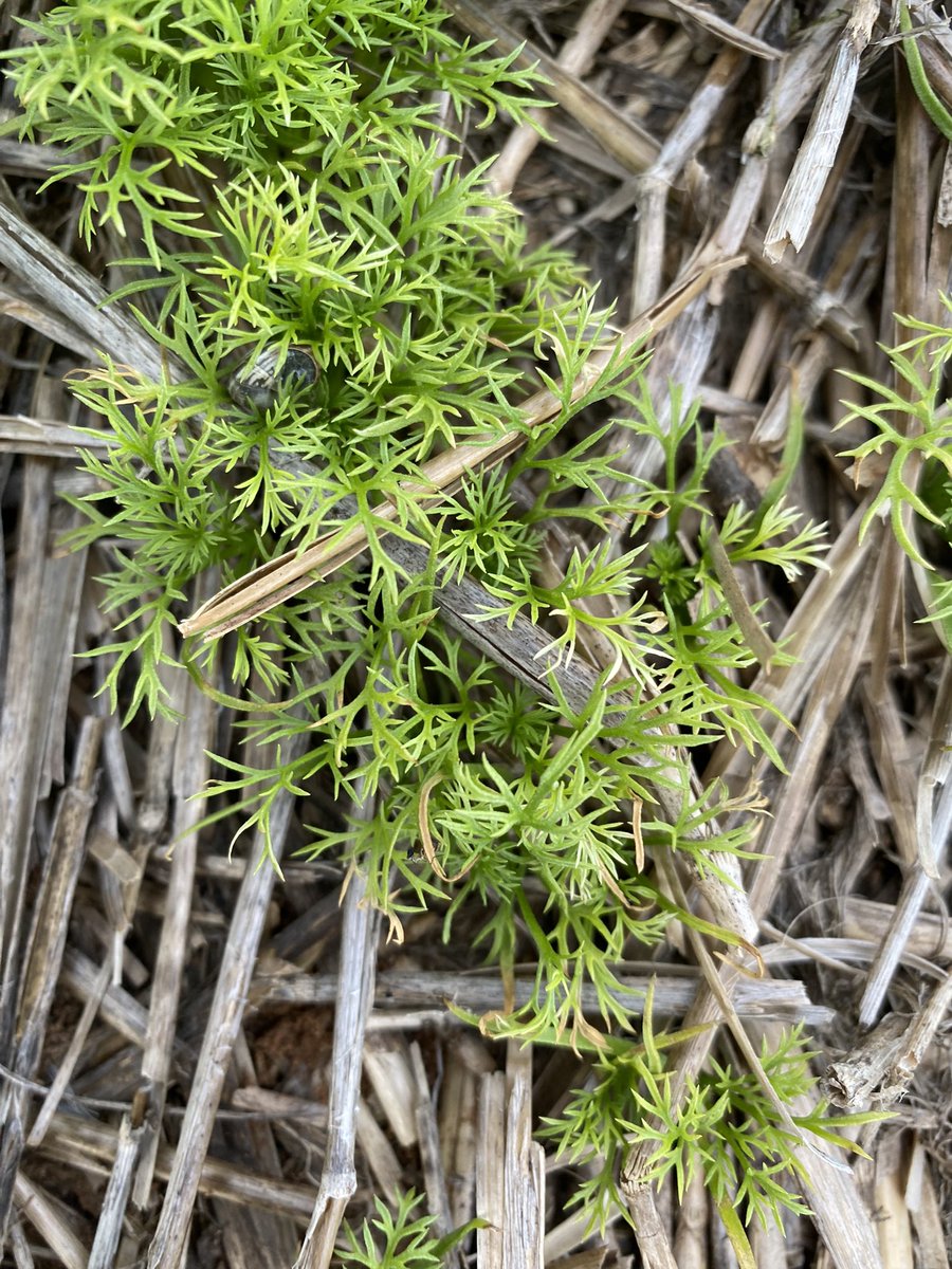 Chris Davey tweet media