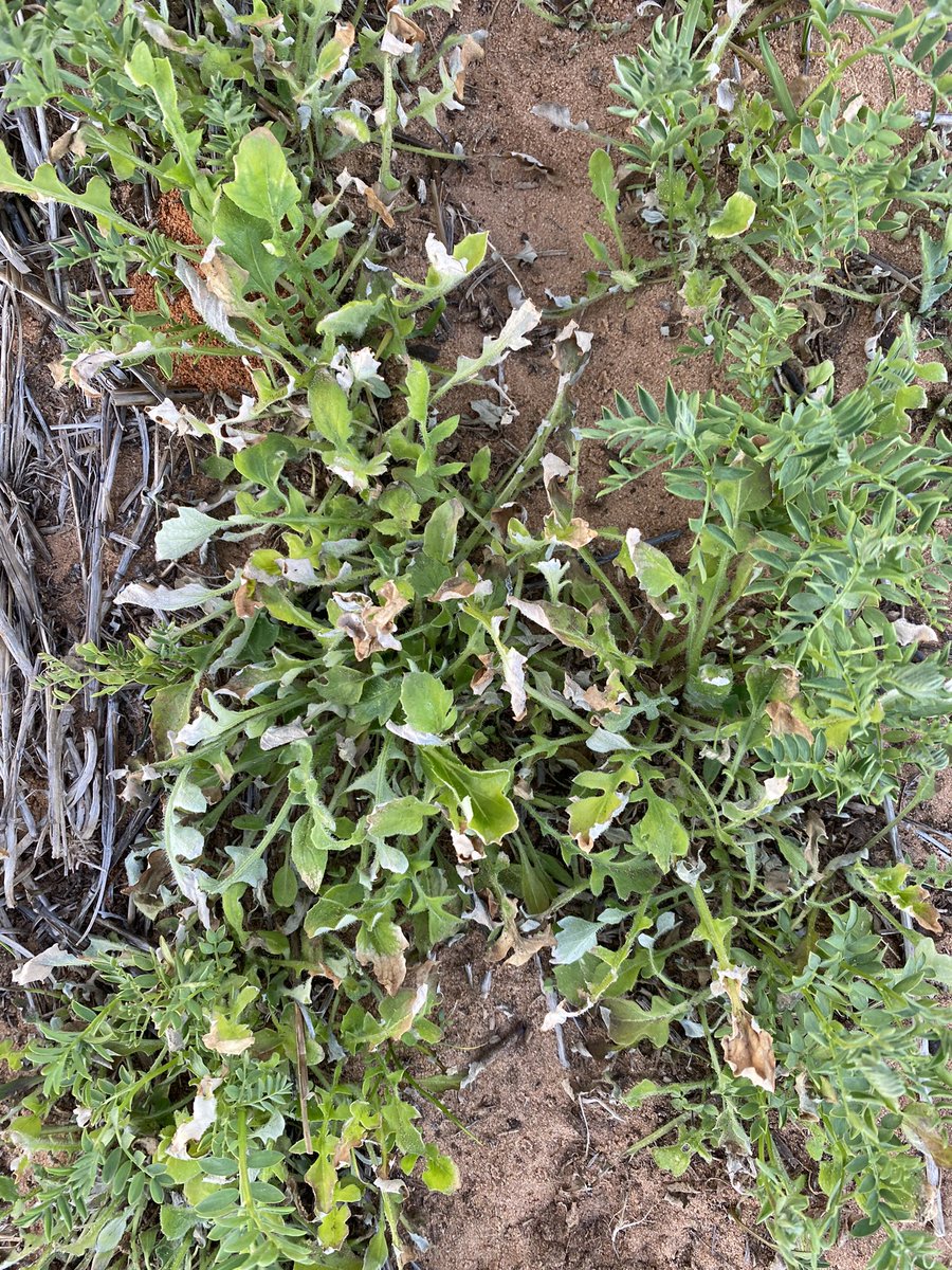 Chris Davey tweet media