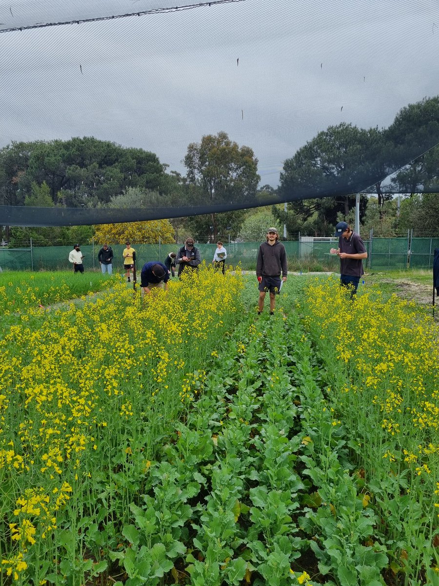 Rats have gone nuts!! We have found that rats have decimated two varieties by chewing through the stem with estimated losses of up to 80%. #ilovecanola #ihaterats #curtinag #croppingtrials