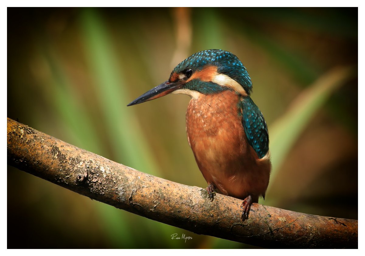 Russ Myners (@russmyners) on Twitter photo Juv female Kingfisher <a href="/WWTworldwide/">WWT</a> <a href="/RSPBCymru/">RSPB Cymru</a> <a href="/Natures_Voice/">RSPB</a> @CoedCadw <a href="/Ruth_ITV/">Ruth_TV</a> <a href="/itvcoastcountry/">ITV Coast & Country</a> <a href="/BBCSpringwatch/">BBC Springwatch</a> #Kingfisher #Wales #undisclosed_location Juv female Kingfisher <a href="/WWTworldwide/">WWT</a> <a href="/RSPBCymru/">RSPB Cymru</a> <a href="/Natures_Voice/">RSPB</a> @CoedCadw <a href="/Ruth_ITV/">Ruth_TV</a> <a href="/itvcoastcountry/">ITV Coast & Country</a> <a href="/BBCSpringwatch/">BBC Springwatch</a> #Kingfisher #Wales #undisclosed_location