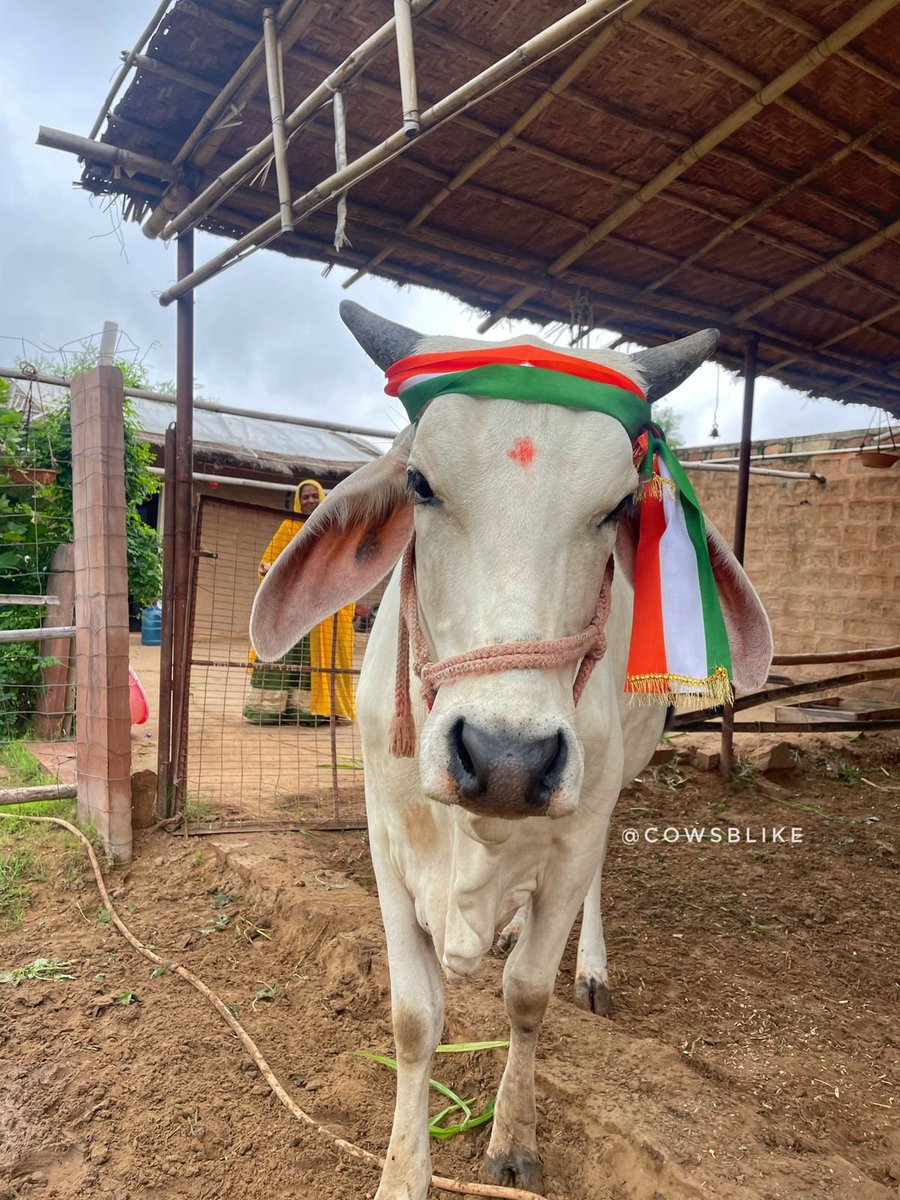 cowsblike tweet media