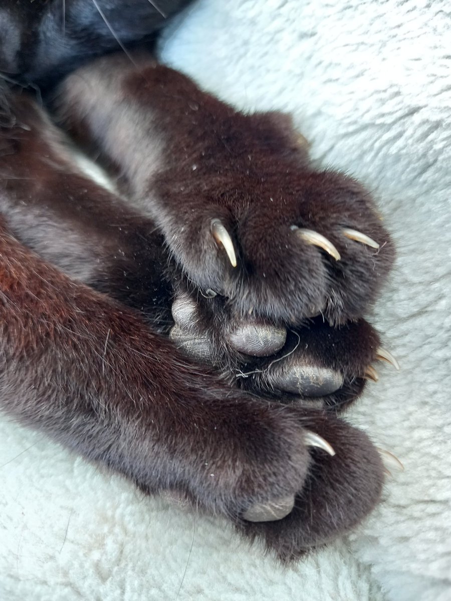tripod_bertie's tweet photo. Mum says I need a pedicure... what do you think? https://t.co/4vhtI9L63s