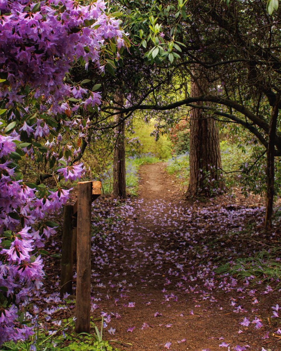 “We are learning, too, that the love of beauty  
is one of Nature's greatest healers.”   

~ Ellsworth Huntington

I hope you all have a wonderful day.♡
·

© wordyelaine / IG