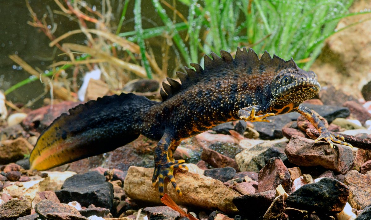 District Licensing is a year-round solution for developers!

Did you miss this Spring’s survey window? Don't worry you can still access our quick newt licensing route, as GCN surveys are NOT required when using the NatureSpace DL Scheme.

Find out more: lnkd.in/gTvywHzG