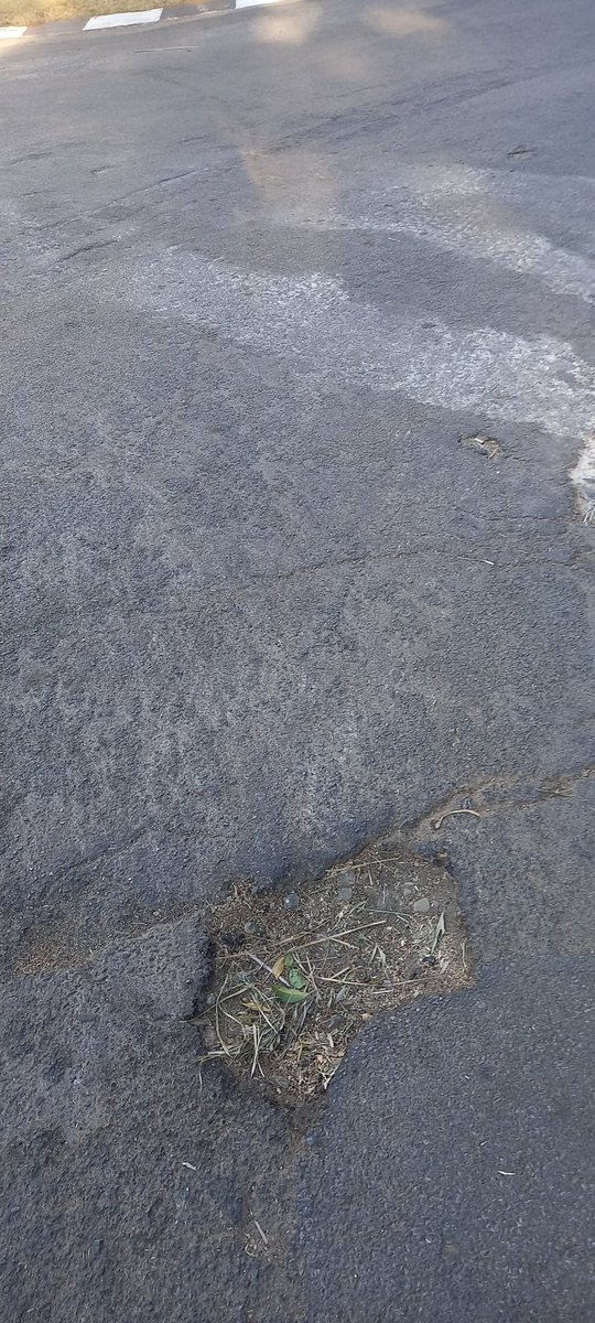 stefano madies tweet media