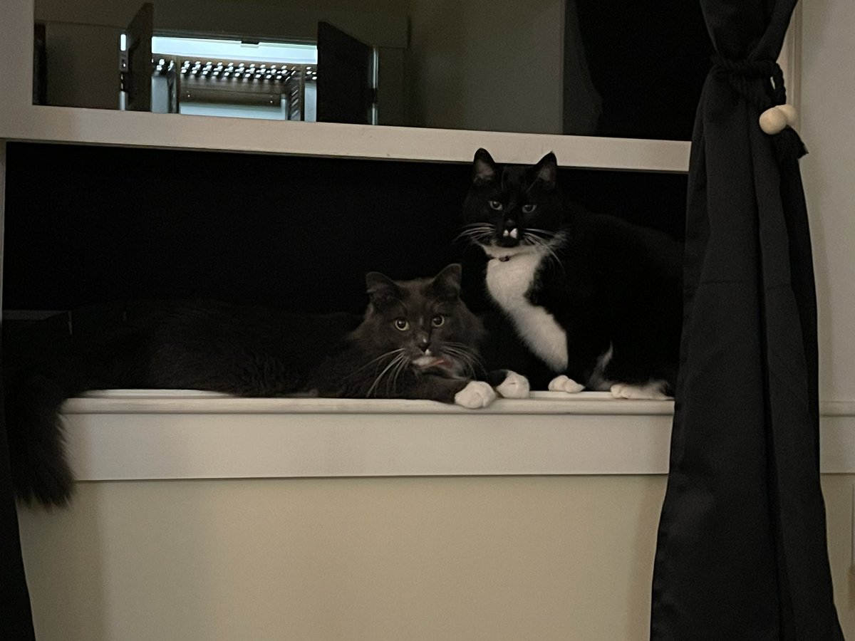 Maisie Lynn 🔜 Ur Mum’s House tweet media