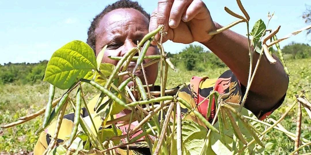 Bill njeru kwendikithio mbungeini ya Senate iria arimi no mahurwo faini ya nginyagia mirioni imwe kana miaka 2 njeraini niundu wa kuhanda ndengu matari marua. 
#kihootonews