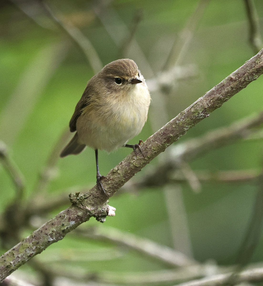 Chiffchaff peeping through hide window. Lemsford Springs HMWT yesterday afternoon. <a href="/HMWTBadger/">Herts & Middlesex Wildlife Trust</a> #hertsbirds