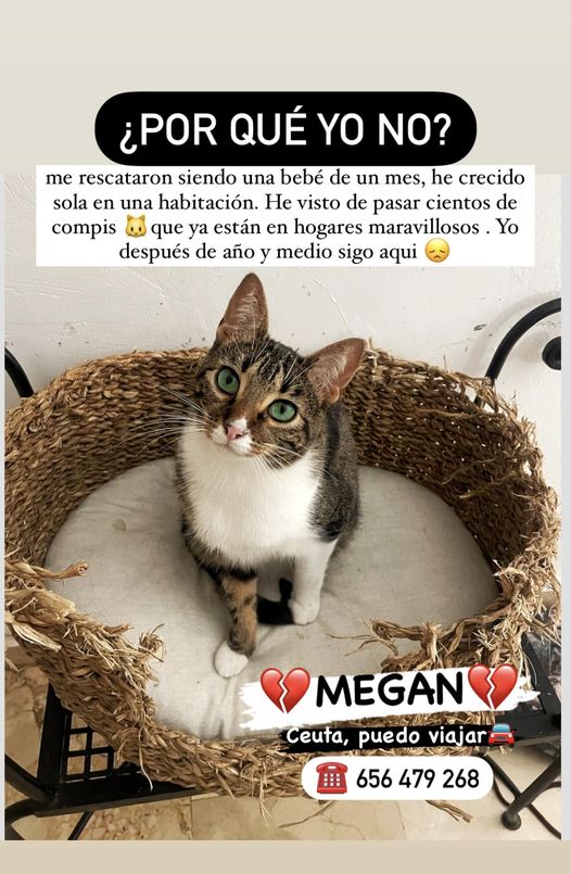 A
¿POR QUÉ ELLA NO?📷📷 TODA SU VIDA ESPERANDO UNA FAMILIA 📷
Megan es la que mas tiempo lleva en el refugio 
📷Tiene aproximadamente 1 año.
Está en Ceuta,  pero puede viajar Protecciones obligatorias
📷Con contrato de adopción
📷 656 479 268 (whatssap)
¿LE DAS UNA OPORTUNIDAD?