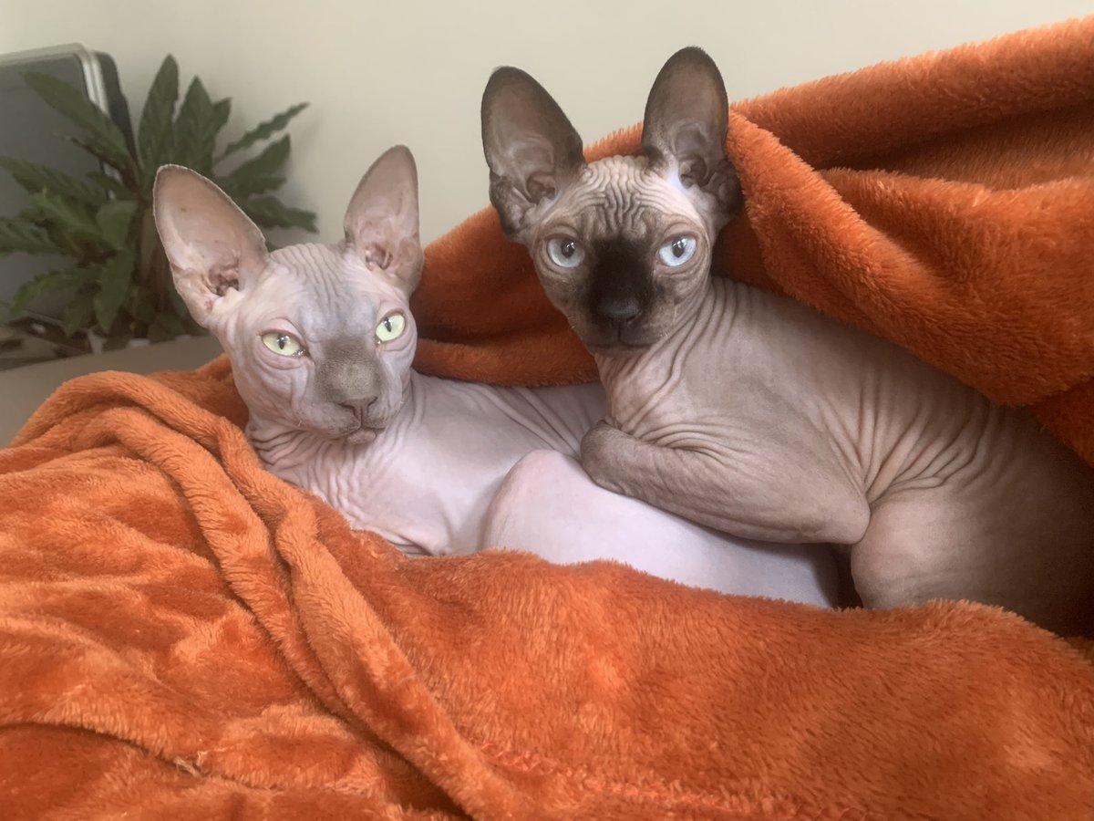 Febe🦆 tweet media