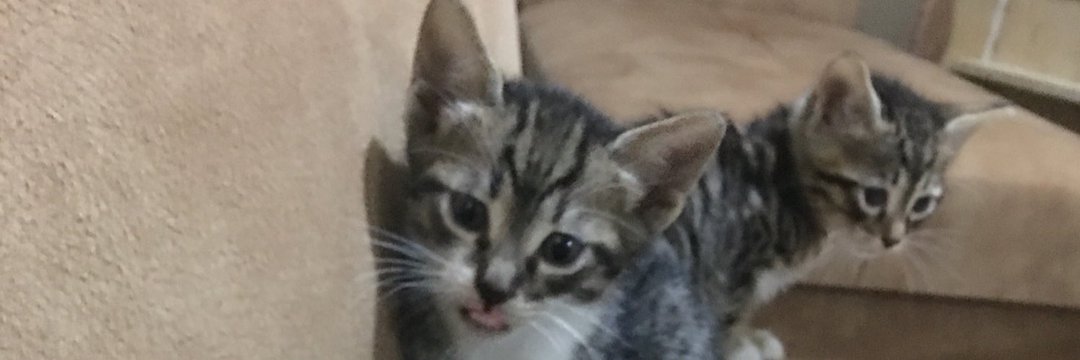 Kadir Yaman (@kadir1642241) on Twitter photo 