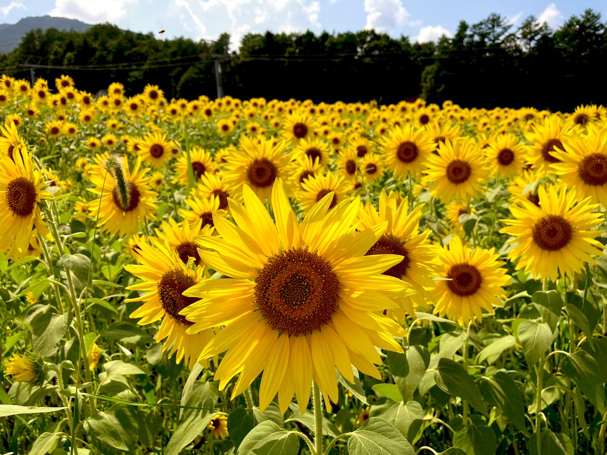Gifu_Yururi's tweet photo. 今年もアルコピアの満開のひまわりが見られました🌻🌻🌻
携わっておられる方々に感謝です✨
#高山市 https://t.co/ZCne7W6WsL