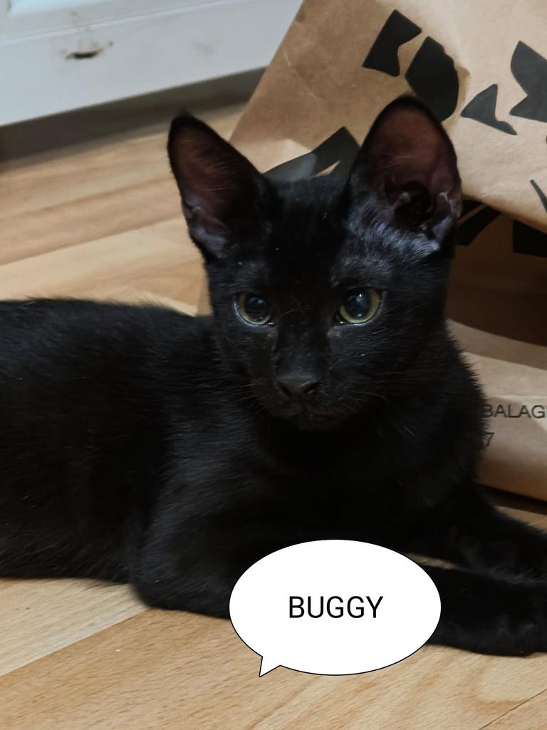 Sols difonc!
Peques en adopció responsable. Balaguer, Lleida. Poden viatjar!
Busquem per ells adopcions conjuntes o una casa on puguin tenir un compi felí🫂

Escriviu WHATSSAP  al 611 262013

#adopta #XarxaCatalunyaAdopcions #gatsdeponent #XarxaBarcelonaAdopcions #FemXarxa