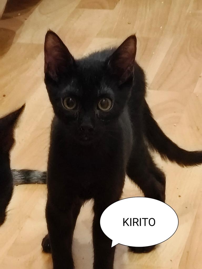 Solopar53137293's tweet image. Sols difonc!
Peques en adopció responsable. Balaguer, Lleida. Poden viatjar!
Busquem per ells adopcions conjuntes o una casa on puguin tenir un compi felí🫂

Escriviu WHATSSAP  al 611 262013

#adopta #XarxaCatalunyaAdopcions #gatsdeponent #XarxaBarcelonaAdopcions #FemXarxa