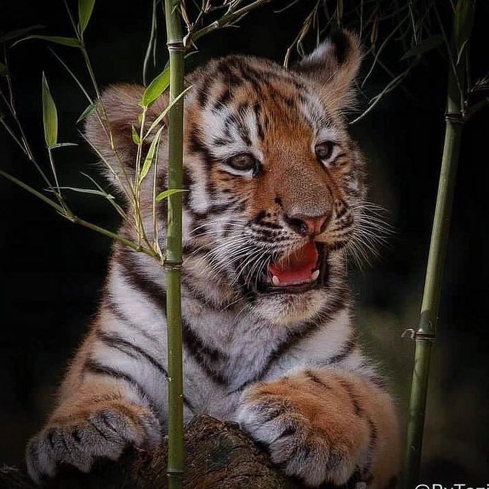 Genkz 5
#Sami86Genkz 

💞 <a href="/RPrima789/">🆙✩࿐ 🅱️🅿️riⓂ️a777 🇲🇨</a> 
💞 <a href="/RaniKancana/">Rani Kancana ❤️🎶</a> 
💞 <a href="/Dewasenja280781/">Dewa senja</a> 
💞 <a href="/Opa9cc/">Child of the Moon</a> 
💞 <a href="/keizo_Onigawara/">もんちのがまぐち MONCHI'S WALLET</a> 
💞 <a href="/CupiD__22/">Рой младший_Соколиный глаз</a> 
💞 <a href="/Iqbal_mutawkkil/">Iqbal_Tawakal</a> 
💞 <a href="/Mourinn4/">Mourina DC</a> 
💞 <a href="/Jessie_7262/">♡𝓙𝓮𝓼𝓼𝓲𝓮</a> 
💞 <a href="/vannia_aurora/">me</a> 

<a href="/sami86pilang/">🇮🇩🐯𝐋𝐞𝐚𝐝𝐞𝐫'𝐬🐯🇮🇩</a>

❤🔁