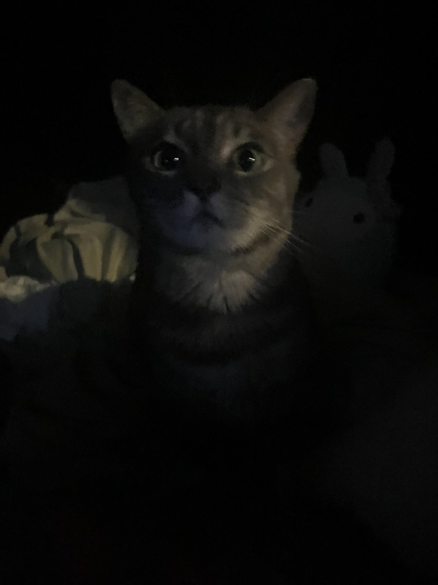 hayleetlr's tweet image. why is he looking at me like that