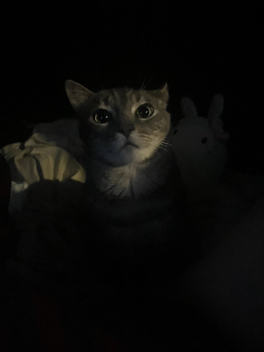 hayleetlr's tweet image. why is he looking at me like that