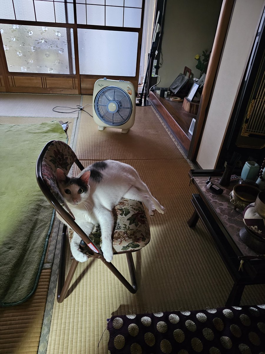 2451Kids's tweet photo. 5日目の夜
腫れは引いて来たけどちゃんとグーは出来ないのでまだ不自由さを感じてます😅
因みに3日目のくぅちゃん呑気です
当時は血だらけの私が抱え続けてたからくぅちゃんも私の血で真っ赤になってたけど数時間で自分で毛繕いしてキレイになりました

#猫のいる暮らし 
#猫
#Qoo
#猫に噛まれた https://t.co/CWyTNlNr0V