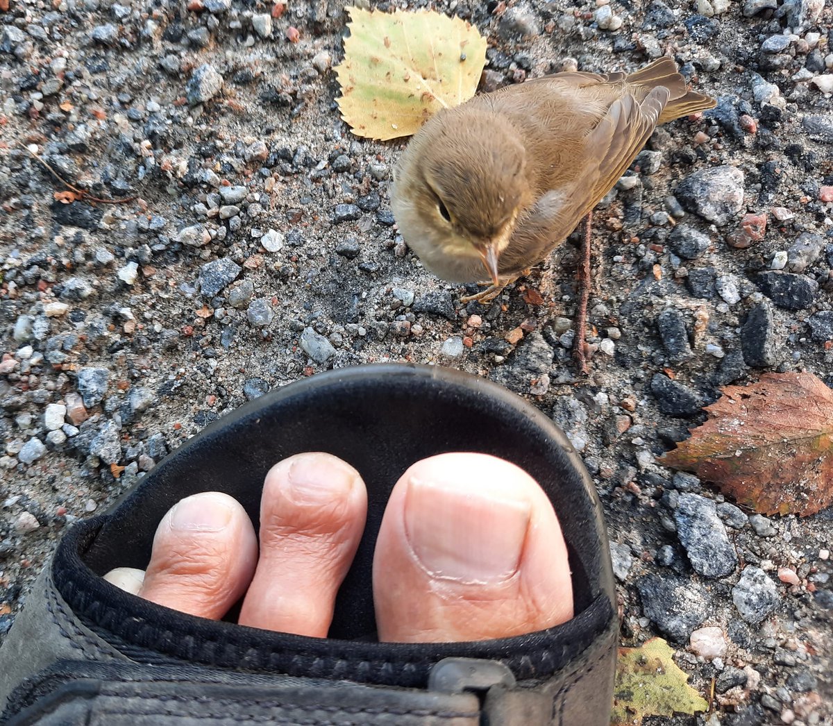 LoikkanenToivo's tweet photo. Ihmeellinen luonto! Tapasimme eilen tämän pienen "ystävän" kanssa. Olisi antanut ottaa käteeni, mutta ohjasin pihatieltä sivummalle. Joku tiesi, että on #pajulintu , pieni poikanen. #pienetonpieniä #hellyys #ihmeellinenluonto https://t.co/UFTqYpQDNi