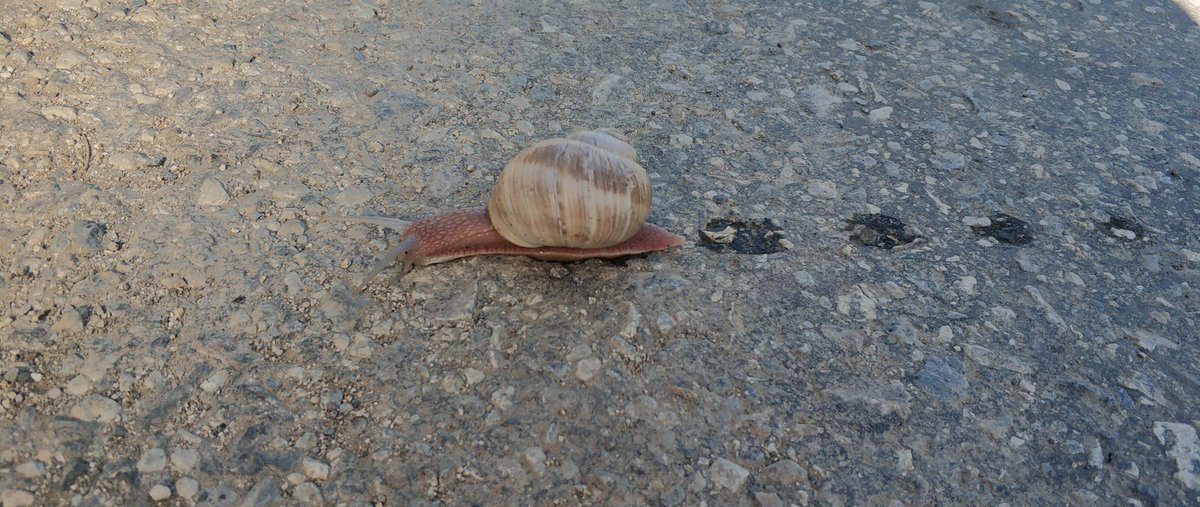 ____papatya____'s tweet photo. Sabah karsilastigimiz sümüklü fışfış 🐌🐌🐌
#gunaydin
#Persembe https://t.co/GHSnV4Shl7
