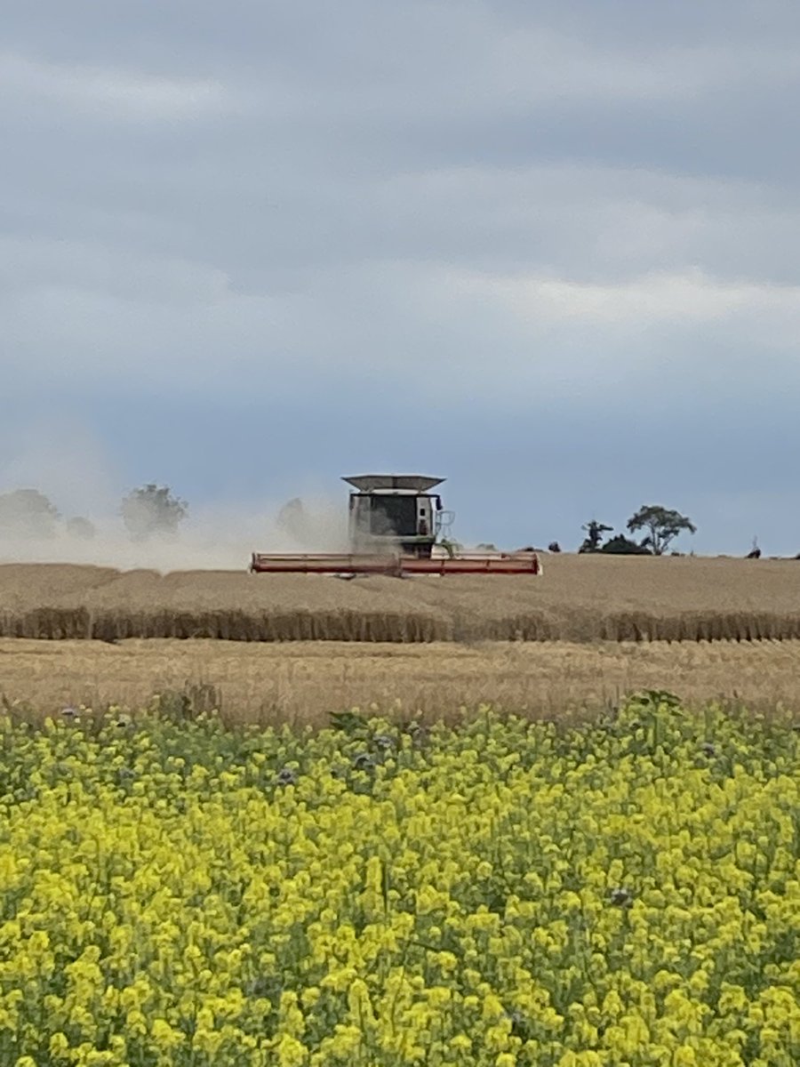 Juliet Scantlebury tweet media