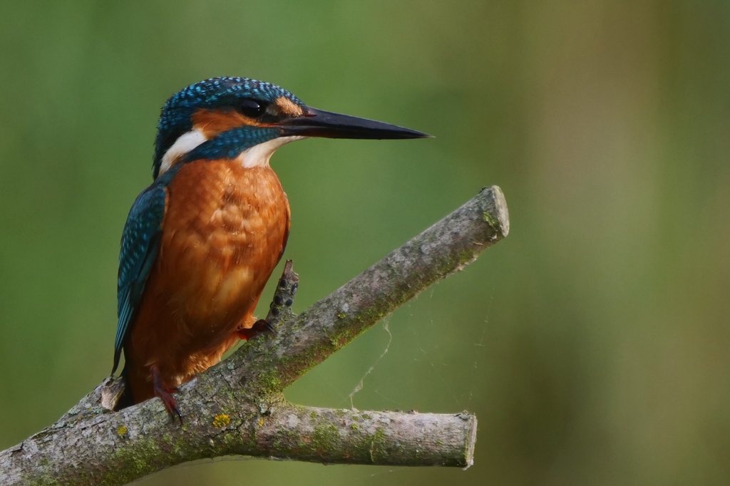 Henry Cook tweet media