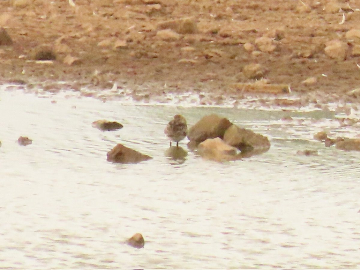 x (@robgilb) on Twitter photo Lordship lane
Sleepy Dunlin continuing a bit of wader passage on the small bit of water thats left. <a href="/Staffsbirdnews/">Staffs Bird News</a> #localbigyear Lordship lane
Sleepy Dunlin continuing a bit of wader passage on the small bit of water thats left. <a href="/Staffsbirdnews/">Staffs Bird News</a> #localbigyear
