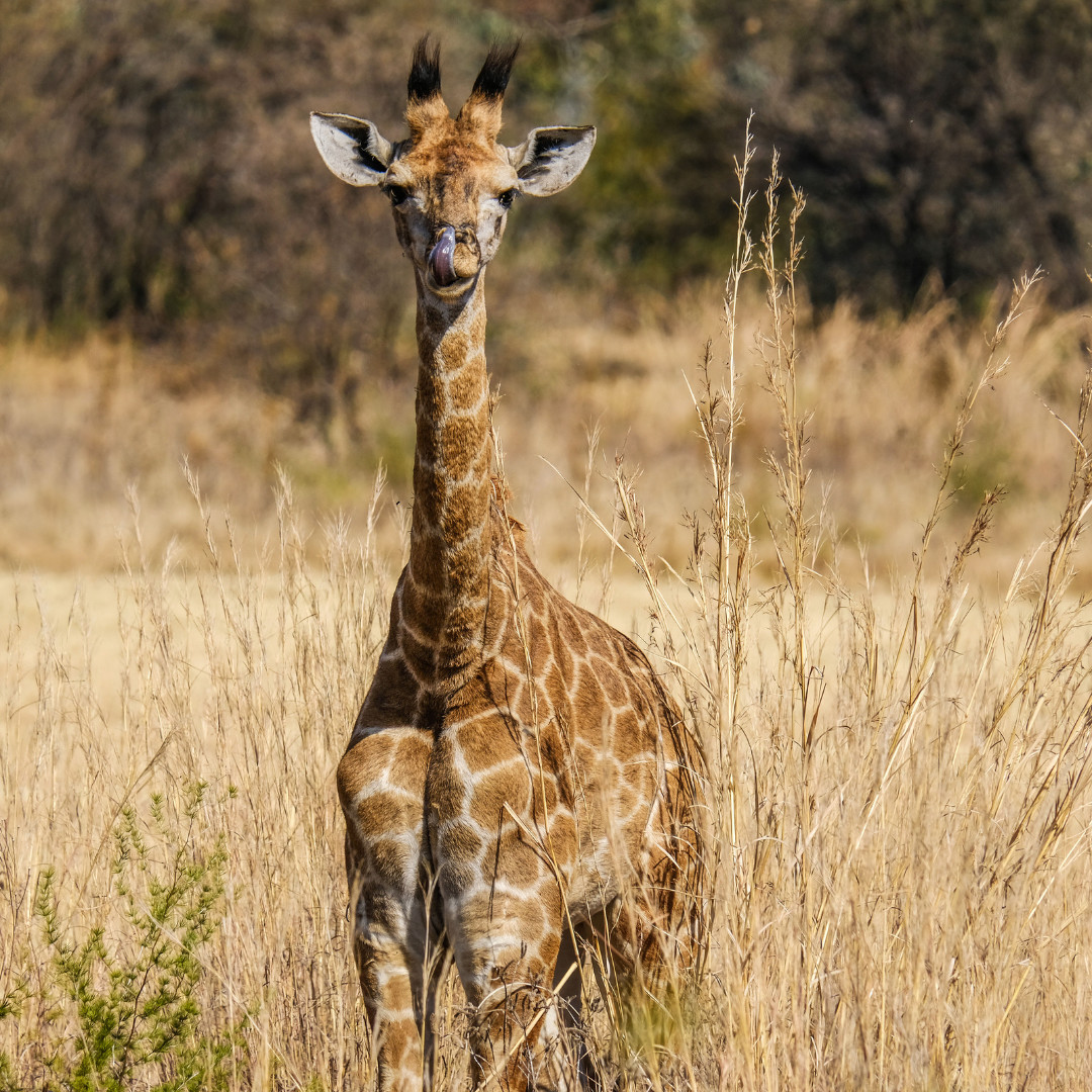 XTERRASA's tweet image. Unleash your wild side! 🔥
Are you ready to trade the pavement for the path less traveled? XTERRA Cradle Moon is inviting you to explore the heart of nature on our 5km and 10km trail runs. 🦓
ENTER NOW 👉 xterra.howler.co.za/XterraCradleMo…
#XTERRAsouthafrica #XTERRAcradlemoon