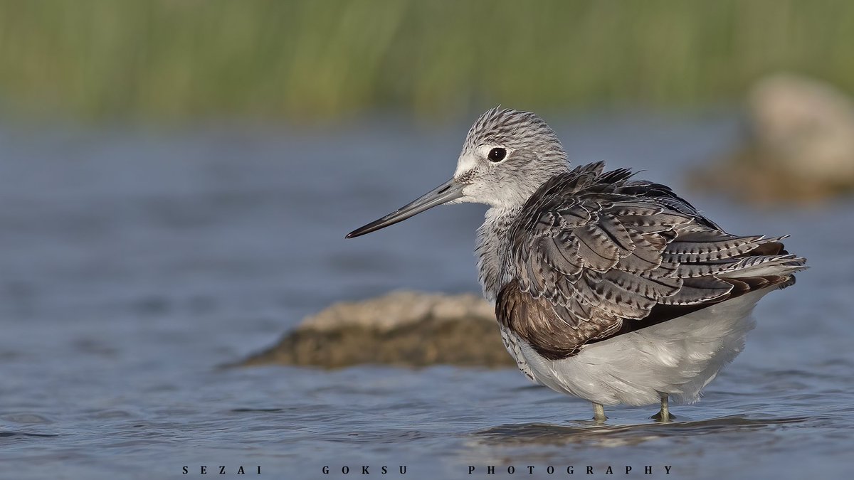 #haftanınkuşu Yeşilbacak (Tringa nebularia) Alaçatı Sulak Alanı'nda sırtının güzelliğini sergiliyor.