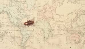 DigiNFTs's tweet photo. Ecologists put an insect group on century-old map of biodiversity
https://t.co/vrp2lEtdkp 

#digiplanet #investinginsurvival #thrivingonsuccess #refinews https://t.co/ESyMZVnxrA