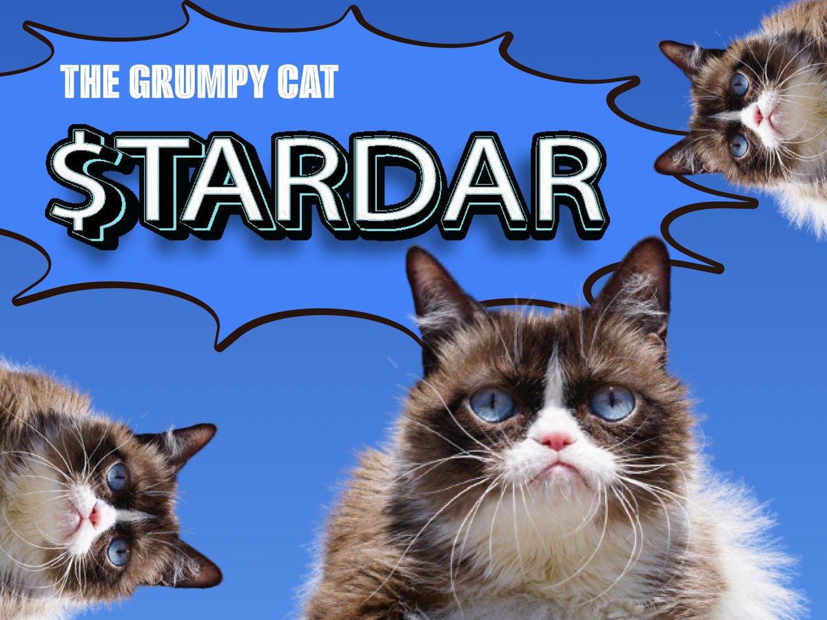 Polite Cat 😼 tweet media