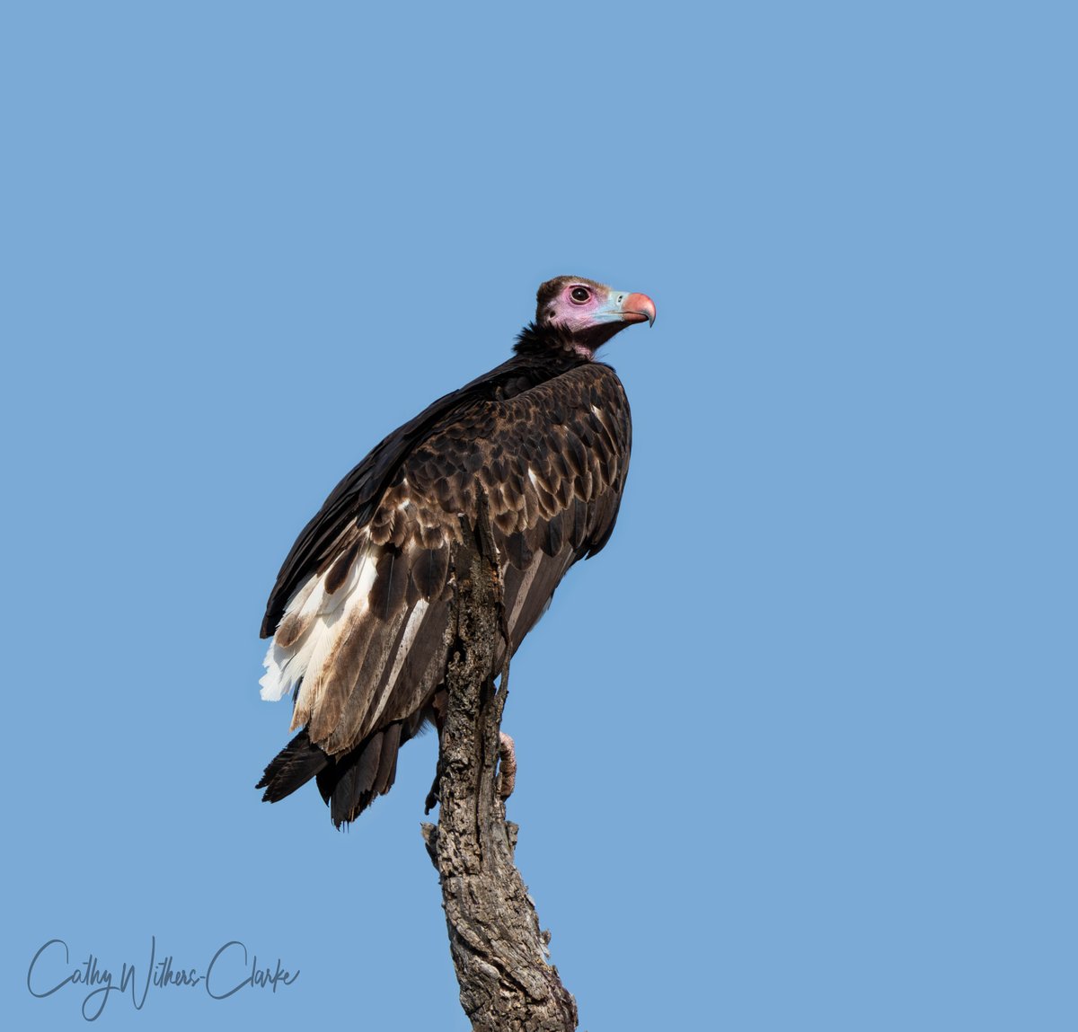 WithersClarke's tweet photo. This interesting looking bird is an immature White-headed Vulture. It won't get it's characteristic white head plumage until it is at least five years old. 

#kruger #krugernationalpark #safari #birds #vulture #africa https://t.co/zXEv27FhBc