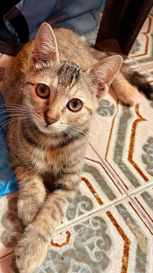 Joaquína Cuervas Lara
5 min  · 
Hola!!! Está gatita de apenas tres meses necesita adopción,, sociable y muy cariñosa ,,se entregará con contrato de adopción y compromiso a esterilizar,, Alacuas,, VALENCIA,,680764673,,