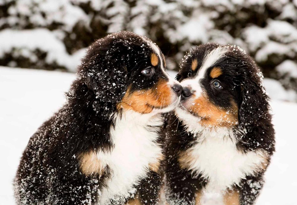Discover the unique qualities of Bernese Mountain Dogs and Australian Shepherds – your perfect companions! animalsaroundtheglobe.com/bernese-mounta…