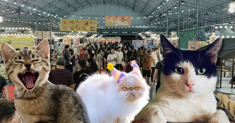 MothershipSG's tweet photo. Purrsa Malam, a pasar malam for cats &amp; humans, to open at Geylang Serai from Aug. 17-18 https://t.co/9RmaBRQ3Wo https://t.co/Gg1OSvTrue