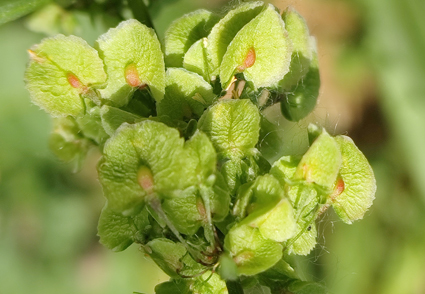 Phytotaxa's tweet photo. The name for a well-known crop: Rumex kioviensis, a hybridogenous taxon derived from R. patientia × R. tianschanicus (#Polygonaceae)
https://t.co/ZZu7Accngw
#Taxonomy https://t.co/PWfL10xzoM