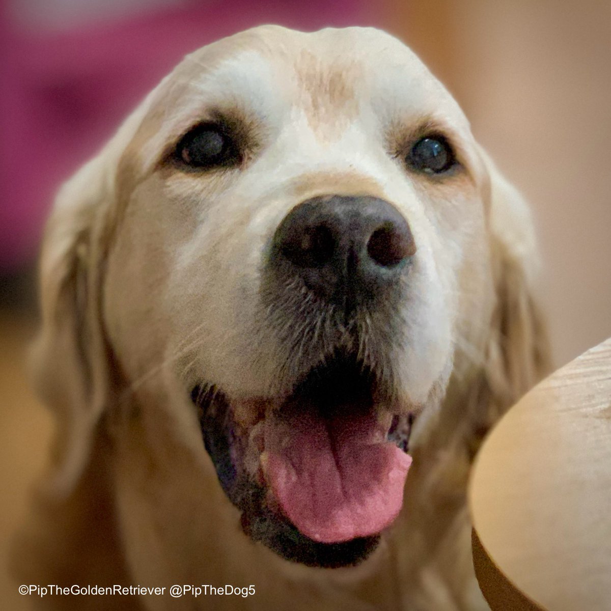 🌤️🐶📸

Good morning! 

I’m keen to check if my ‘repost’ button is still working. Please could you help me test it by tapping it and reposting? 😉

Thank you. 🙏 

#GoldenRetrievers 🐕😀🐾
