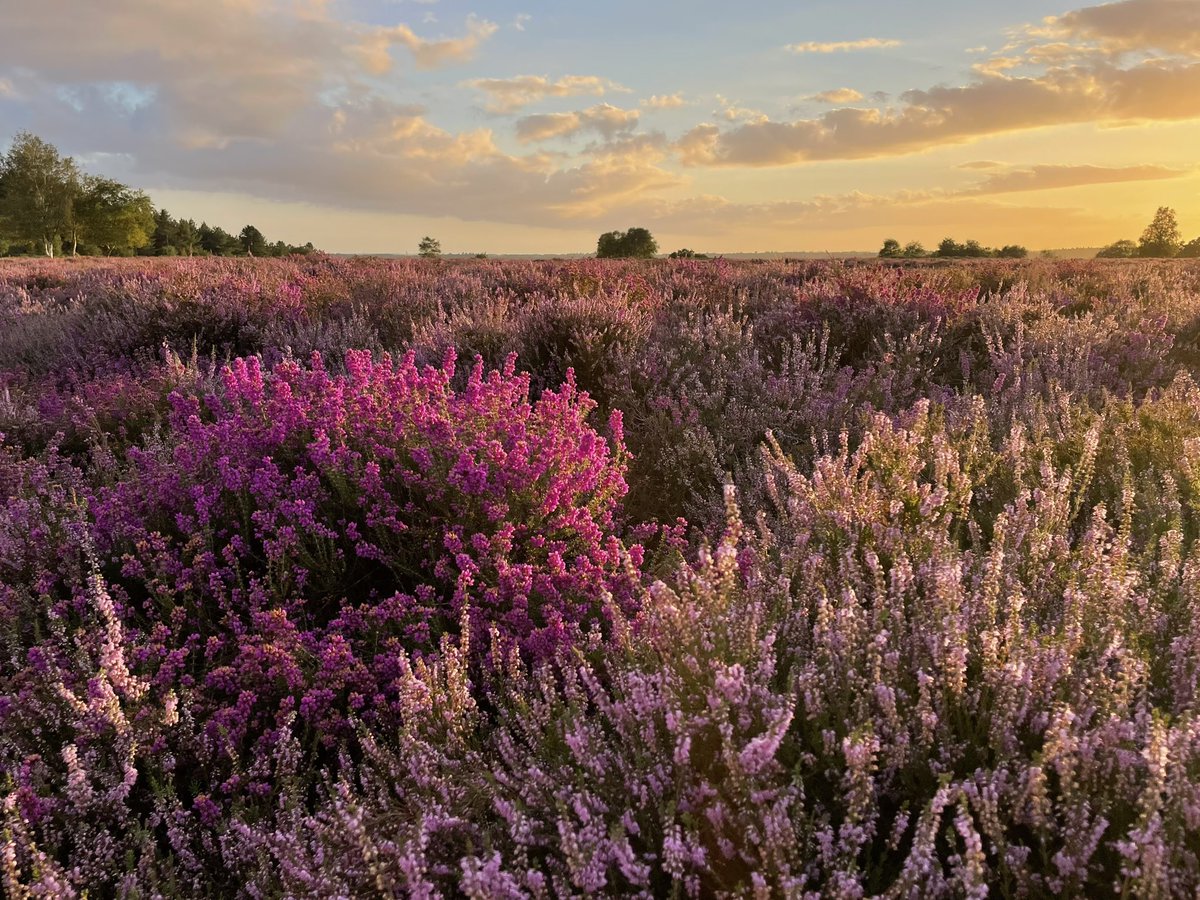 New Forest Walks tweet media