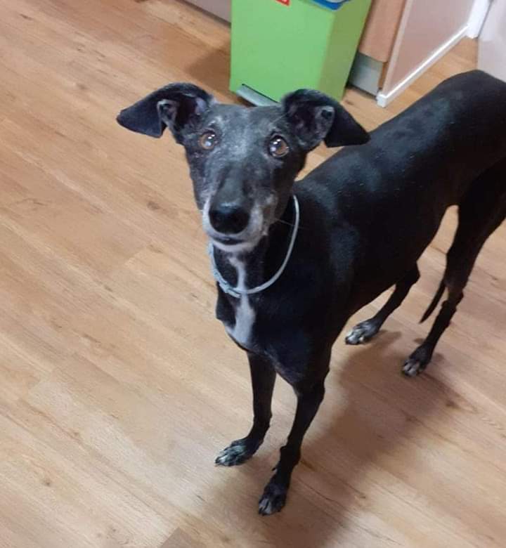 Àrees de Gossos Badalona tweet media