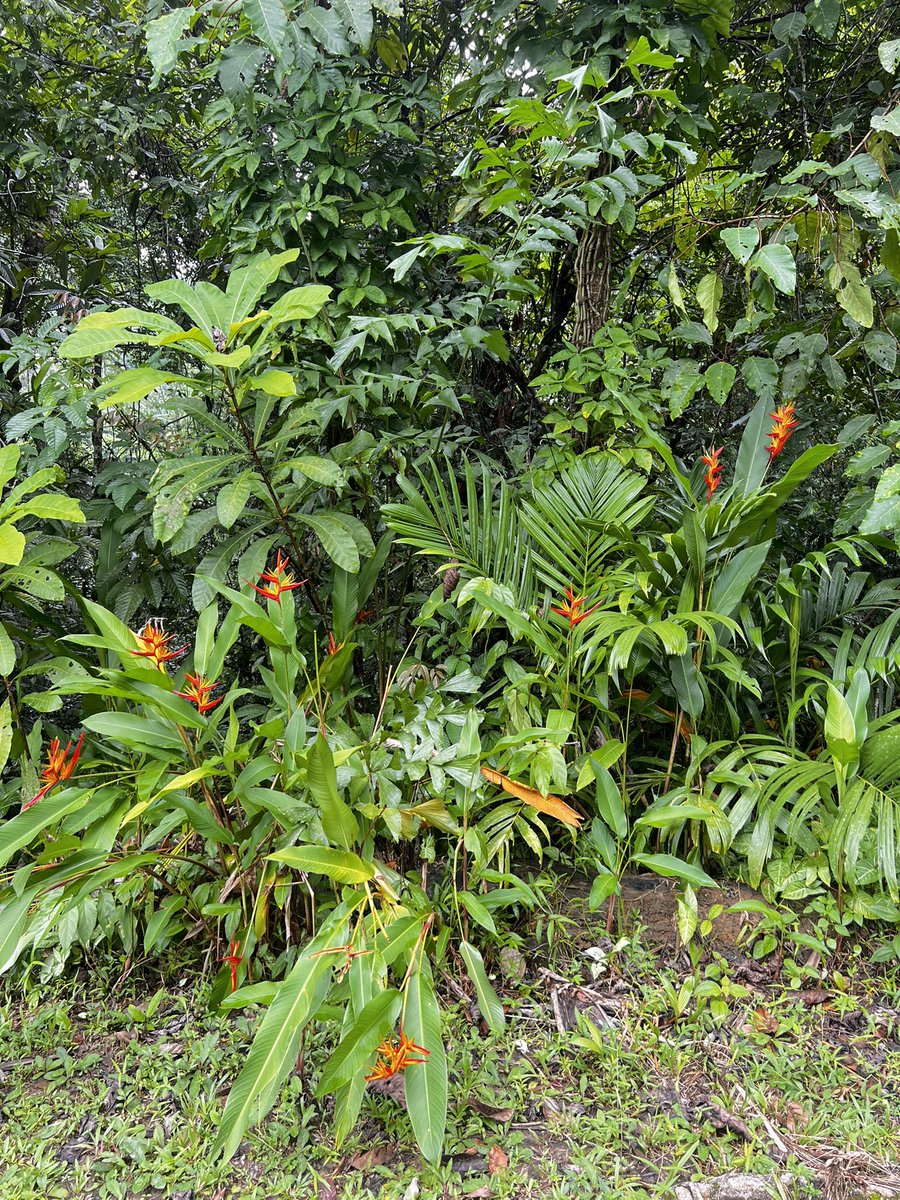 Emperor.SOL tweet media