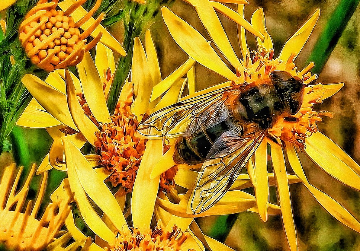 🌺Catherine Mayo🌺 (@missmayo1984) on Twitter photo Keeping busy come rain or shine🌞
A busy bee at Rogiet countryside park in ##Monmouthshire
<a href="/Ruth_ITV/">Ruth_TV</a> <a href="/DerekTheWeather/">Derek Brockway - weatherman</a> <a href="/S4Ctywydd/">S4C Tywydd</a> <a href="/ThePhotoHour/">#ThePhotoHour</a> <a href="/rogiey/">Bob Baker</a> <a href="/visit_mon/">Visit Monmouthshire</a> <a href="/MonCountryside/">MonLife Countryside</a> <a href="/BBCTheOneShow/">BBC The One Show</a> <a href="/natureisntneat/">Nature Isn't Neat</a> <a href="/MonmouthshireCC/">Monmouthshire / Sir Fynwy</a> #wales #explore #cymru #Wildflowers Keeping busy come rain or shine🌞
A busy bee at Rogiet countryside park in ##Monmouthshire
<a href="/Ruth_ITV/">Ruth_TV</a> <a href="/DerekTheWeather/">Derek Brockway - weatherman</a> <a href="/S4Ctywydd/">S4C Tywydd</a> <a href="/ThePhotoHour/">#ThePhotoHour</a> <a href="/rogiey/">Bob Baker</a> <a href="/visit_mon/">Visit Monmouthshire</a> <a href="/MonCountryside/">MonLife Countryside</a> <a href="/BBCTheOneShow/">BBC The One Show</a> <a href="/natureisntneat/">Nature Isn't Neat</a> <a href="/MonmouthshireCC/">Monmouthshire / Sir Fynwy</a> #wales #explore #cymru #Wildflowers