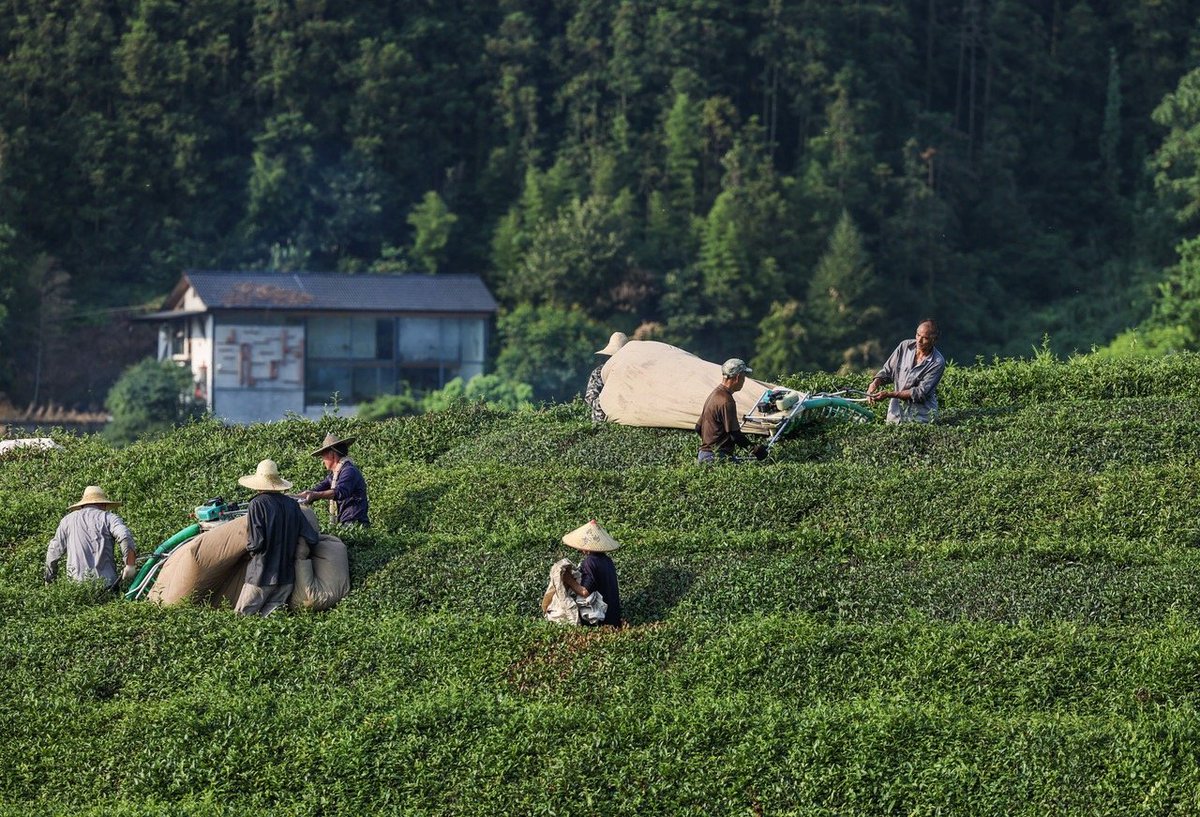 JiandeVision's tweet photo. Tea Fragrance travels #Overseas! At Yunxi Tea Workshop in Qiantan Town, tea farmers are busy harvesting the #summertea. With each leaf picked, the fragrance of #Jiande tea is ready to journey across the seas and into the cups of #tealovers everywhere! 🌍🍵#JiandeSpectacle https://t.co/rpMnNvFAAg
