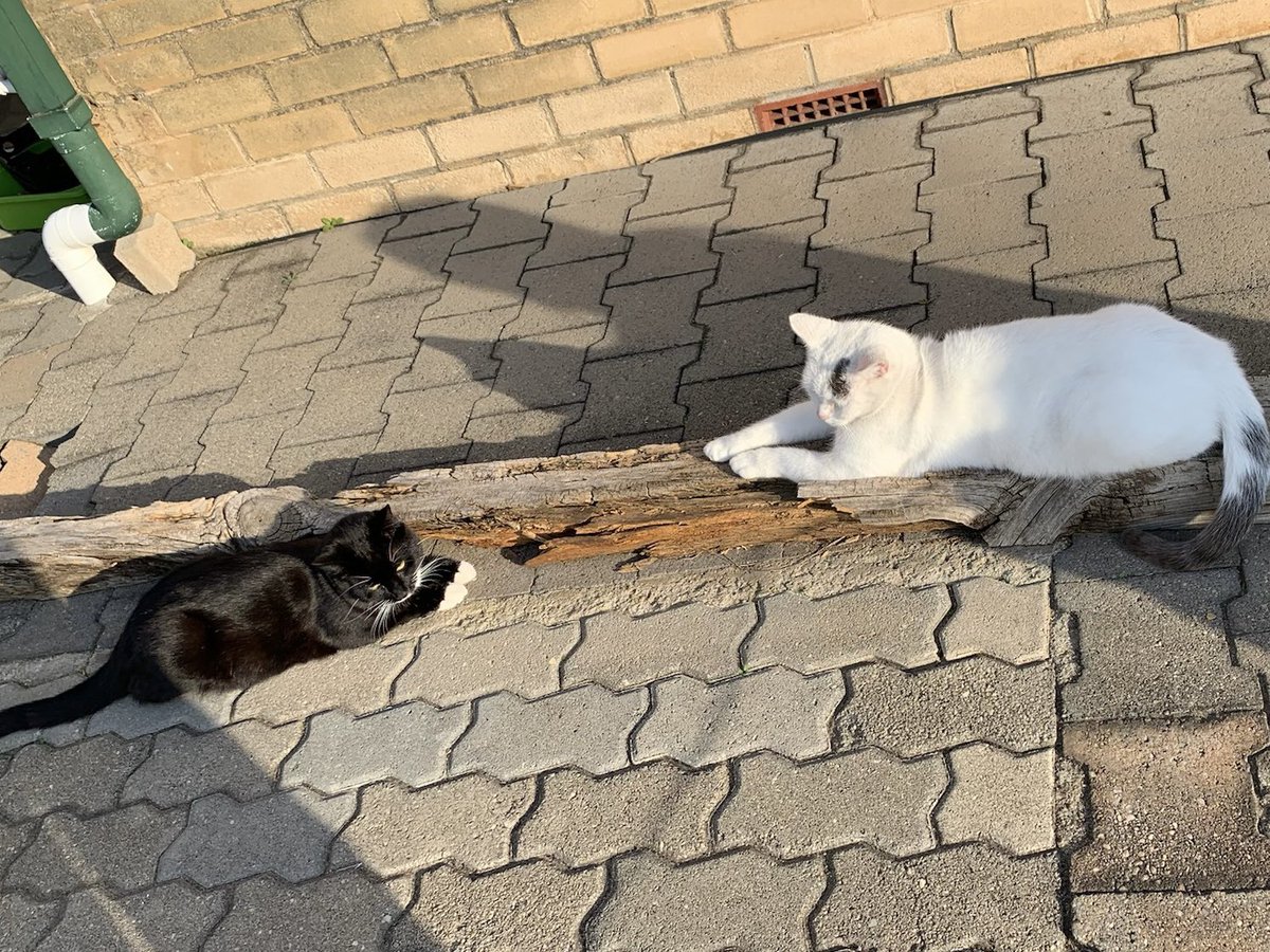 half_straycat's tweet photo. I thought Oreo was the same size as Marshmallow, but he's a size smaller when you look it like this🐈⬛
Black shrinking effect❓ 🌑<⚪️
#HeightMeasurement #cat #CatLife #HalfStrayCat #WhiteCat #BlackCat #LovelyCat #PawPads #Cattastic #CatOfTheDay https://t.co/sryWjnSqJj