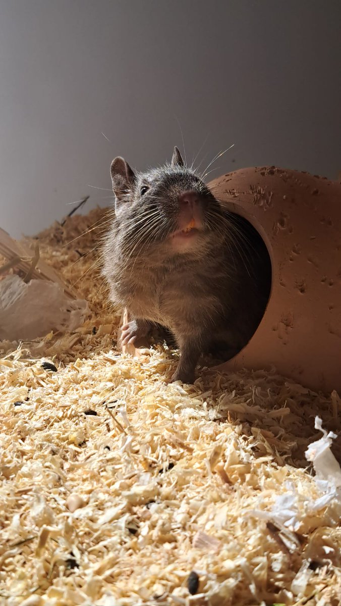 Krypta6's tweet photo. @luastardust Our 4 Degus https://t.co/cBgCCsaELC