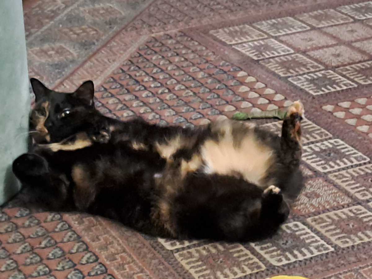 Mia says relax and air your floof !!#CatsOfTwitter #CatsOnTwitter 
#tortietummies <a href="/Biscuit_Meow/">Biscuit😻🐦🐾💕</a> <a href="/coombes_angie/">Angie (Littlevoice) & Angel Zara 🌈🐾 😻 💙</a> <a href="/millyfromoz/">MillyCat 🌈 and RovyCat 🇦🇺</a>