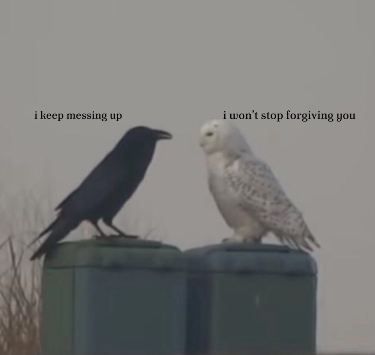 yal11sha's tweet image. Dare I say Zane and Vylad
( Reasons why I draw them having bird features)

#zaneromeave #vyladromeave #siblingscore #romeavefamily