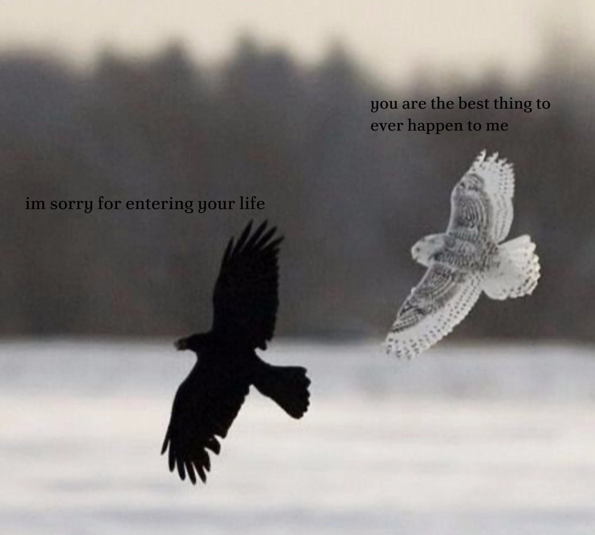 yal11sha's tweet image. Dare I say Zane and Vylad
( Reasons why I draw them having bird features)

#zaneromeave #vyladromeave #siblingscore #romeavefamily